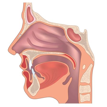 Picture for category Nose & Throat