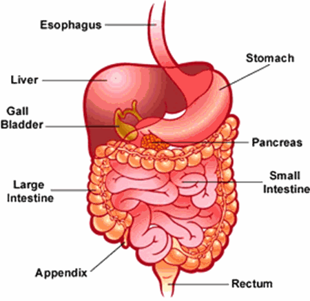 Picture for category Digestive System